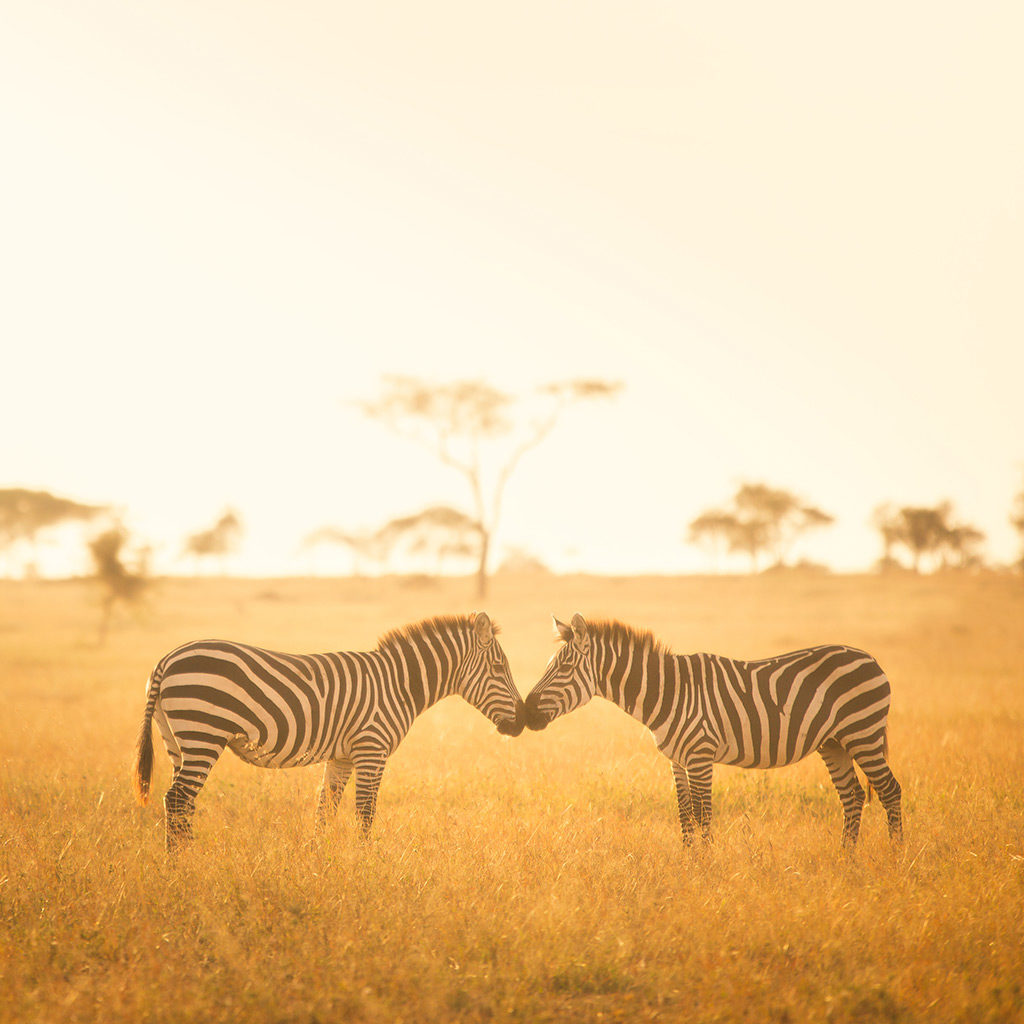 afriquedusud-zebres-1024