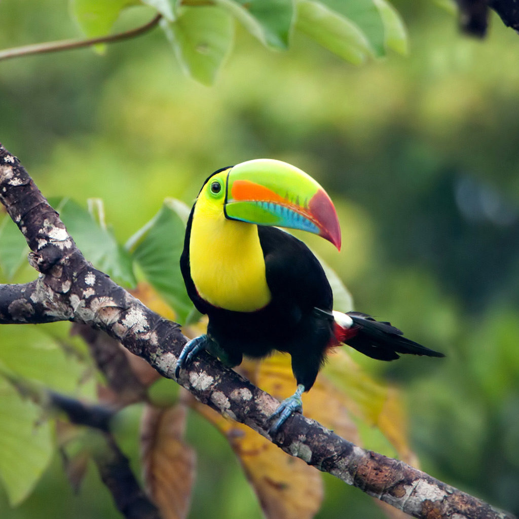 costa-toucan-1024