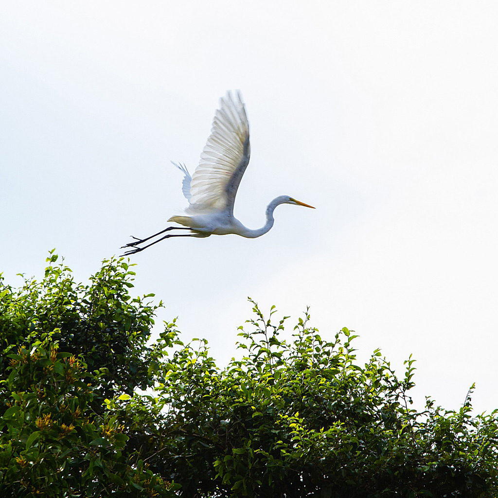 equateur-heron-pixabay-1024