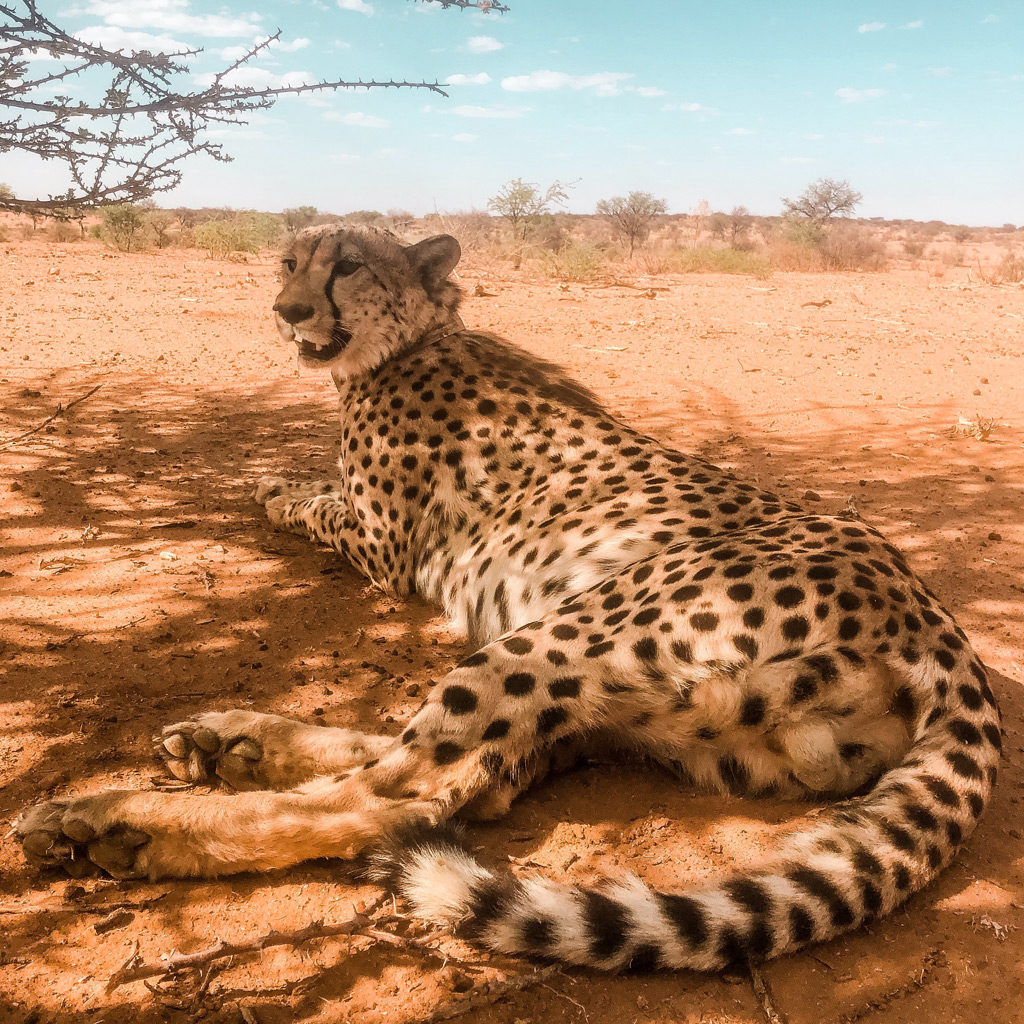 namibie-guepard-1024