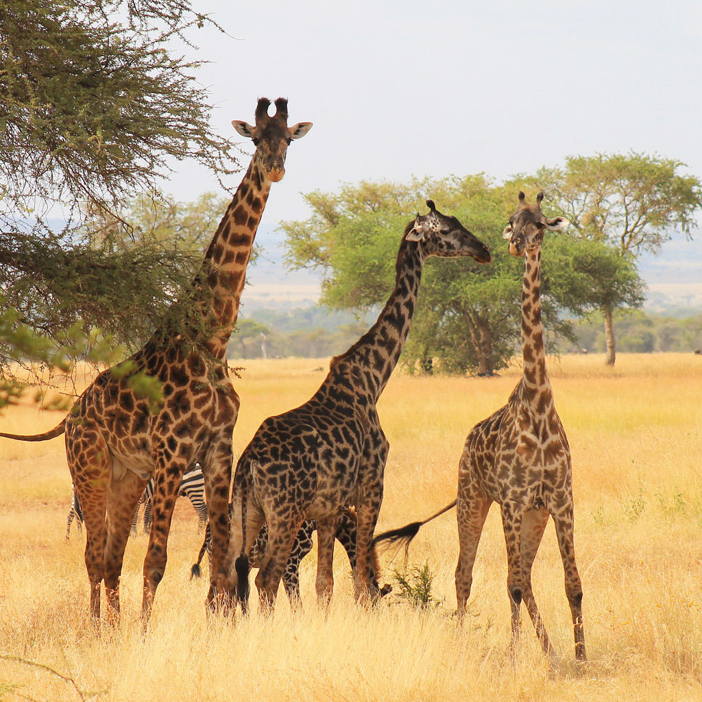 tanzanie-girafes-1024