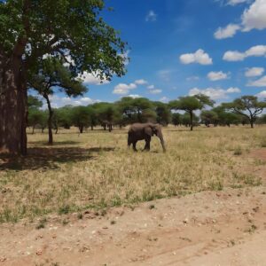 Partir en Tanzanie l'expérience d'Antonella