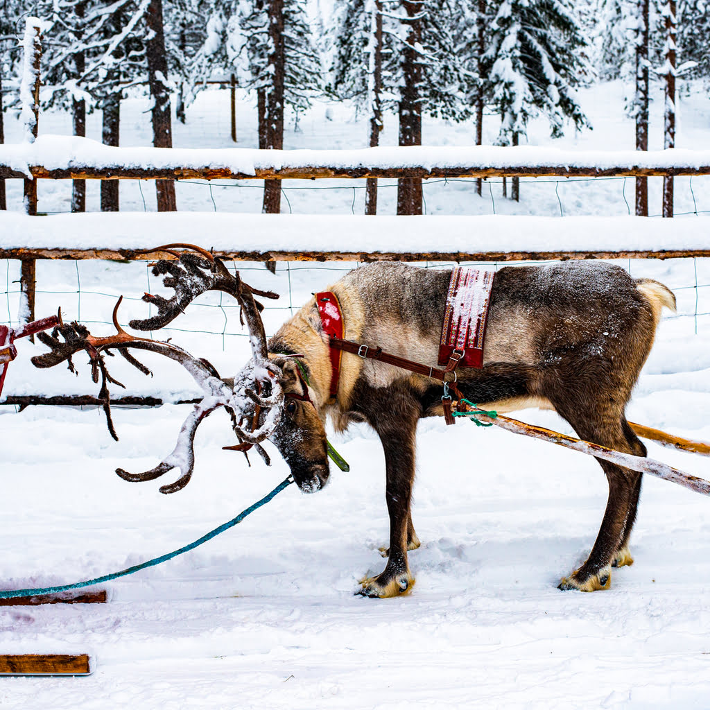 voyage Laponie finlandaise