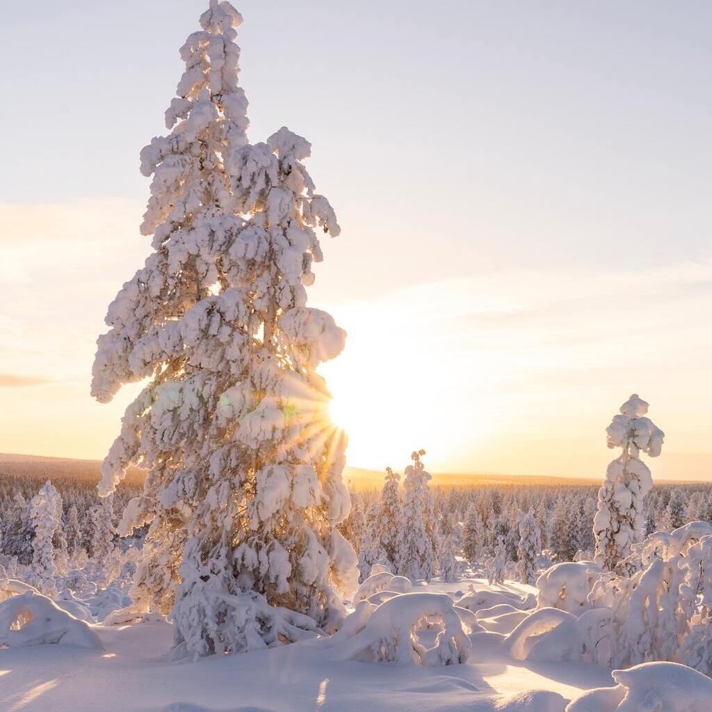 Voyage de groupe - Laponie finlandaise
