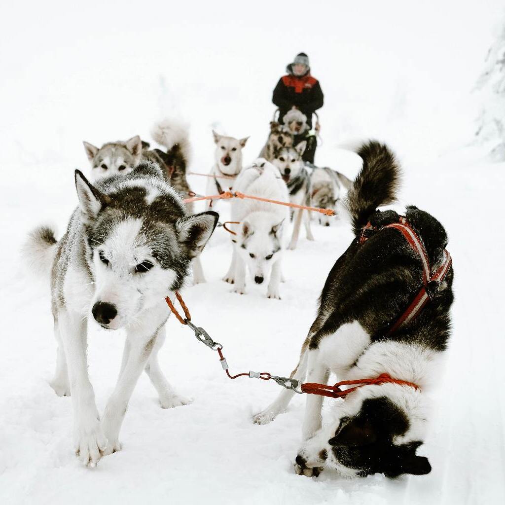 Laponie Finlande chiens