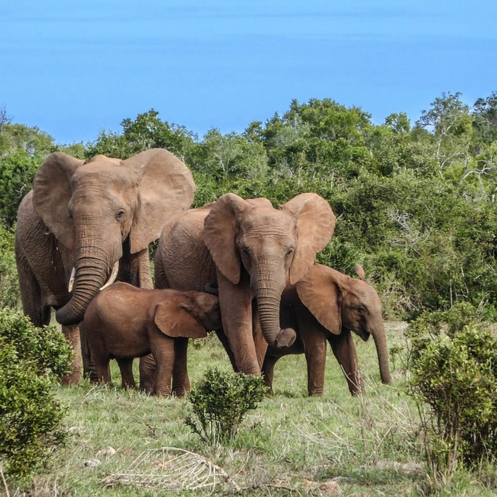 Afrique-du-sud-éléphants