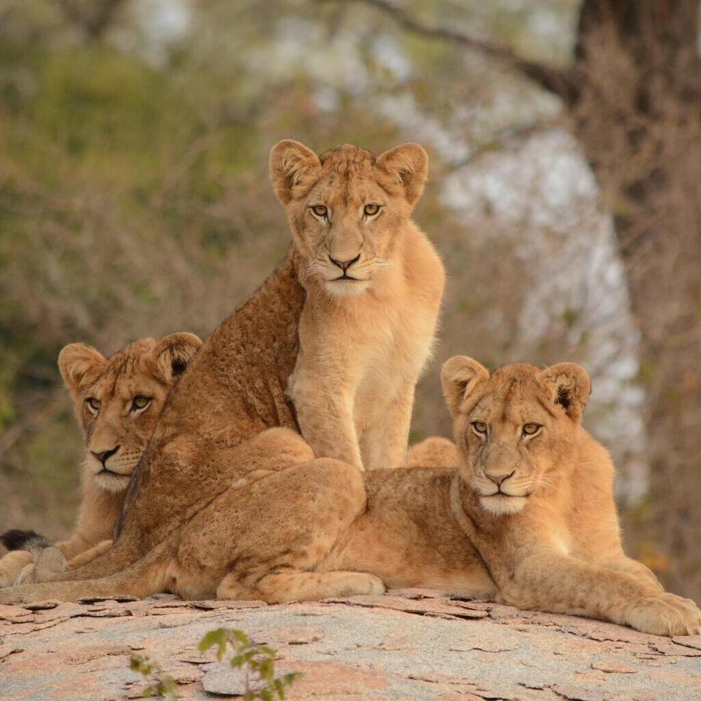 Kruger-National-Park-Afrique-du-sud (4)