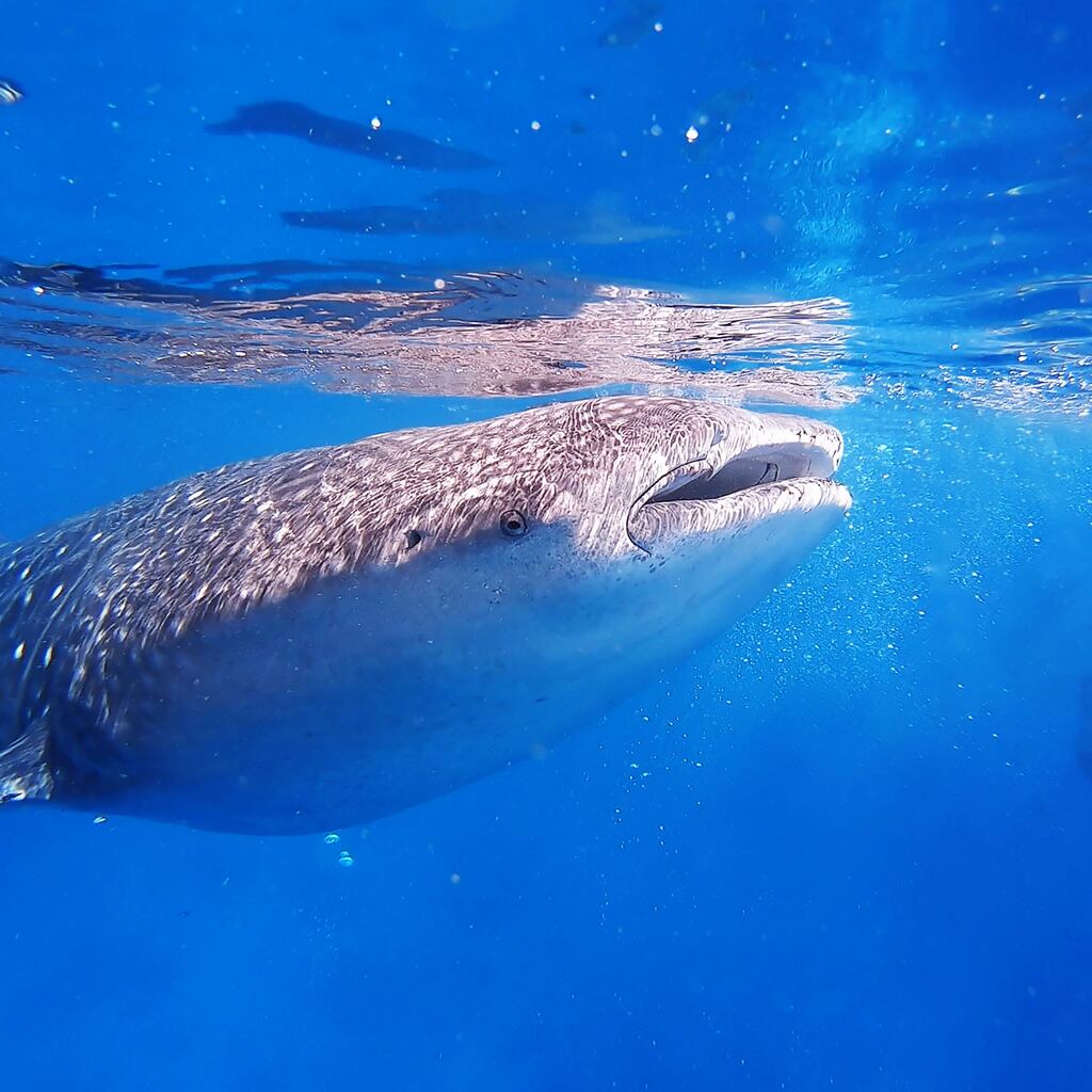 requin baleine-Oslob-Cebu-Philippines